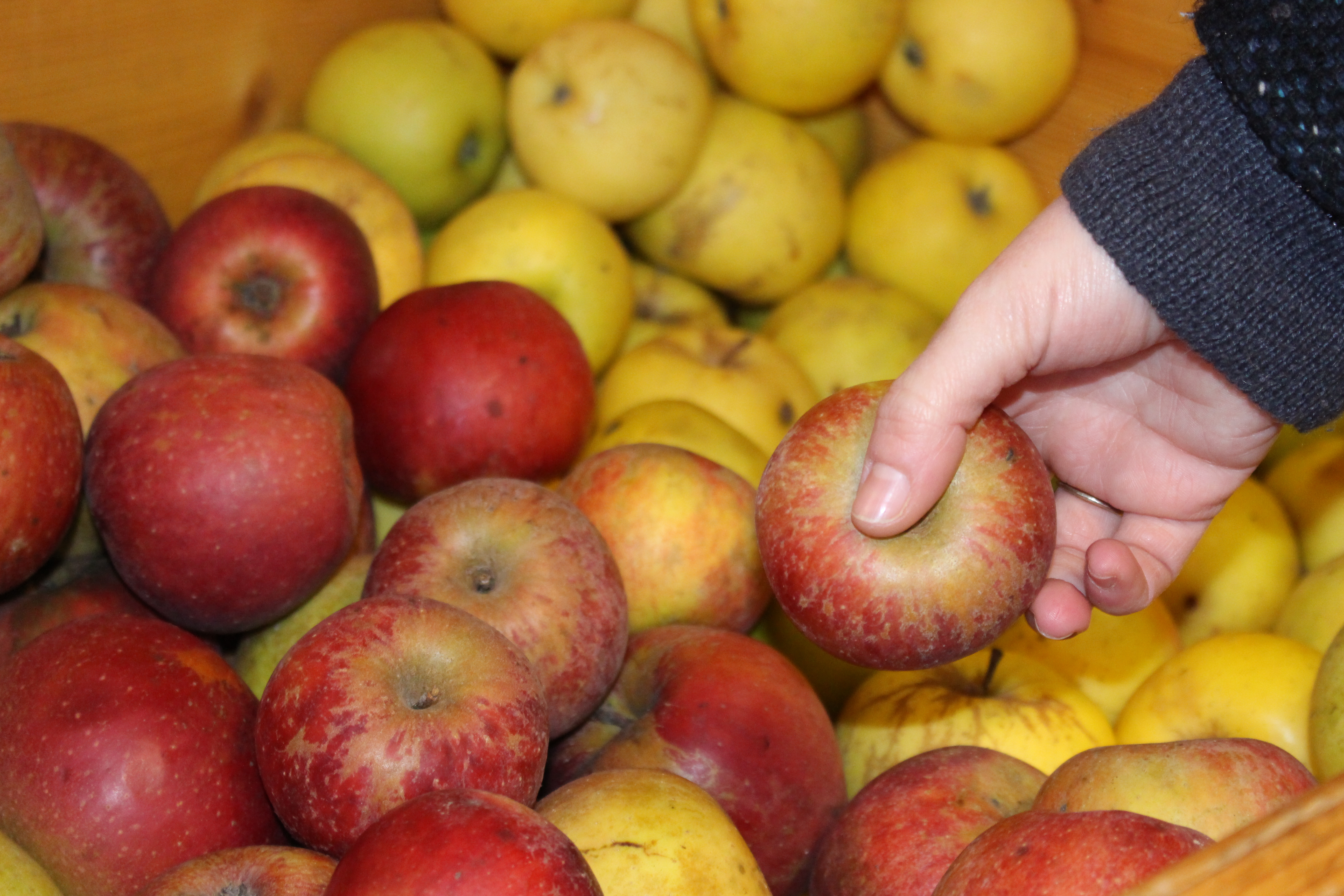 Pommes de l'Abbaye