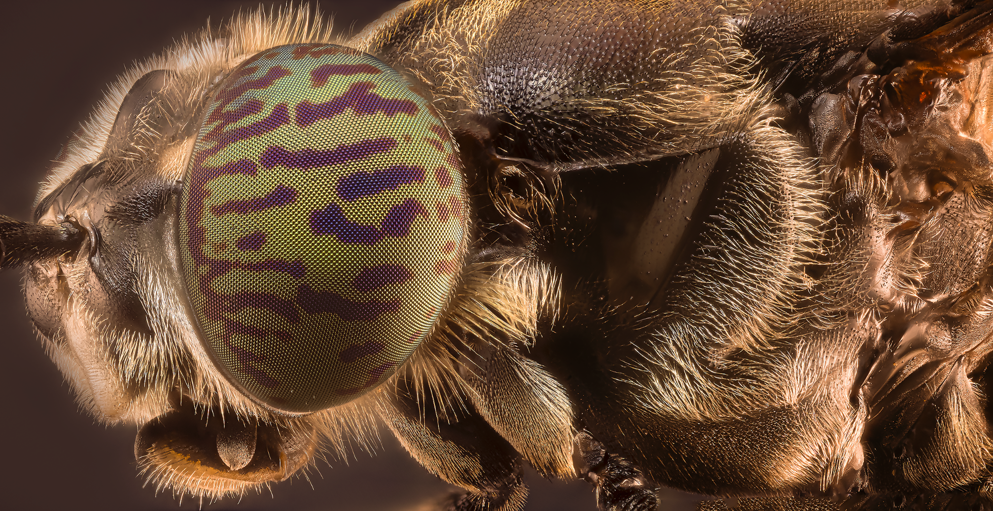 Parcours macrophotographie des insectes