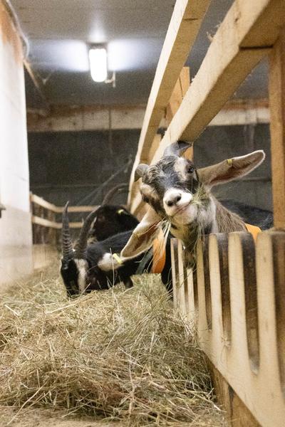 Visite de la P'tite Ferme d'Antho à Val Cenis-Lanslebourg