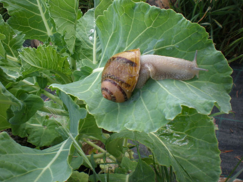 Escargots Saint Félicien