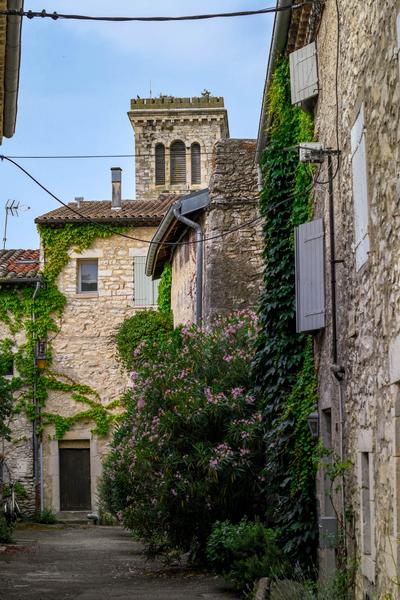 Balade découverte des plantes sauvages, arbres et arbustes du village de Puygiron_Puygiron