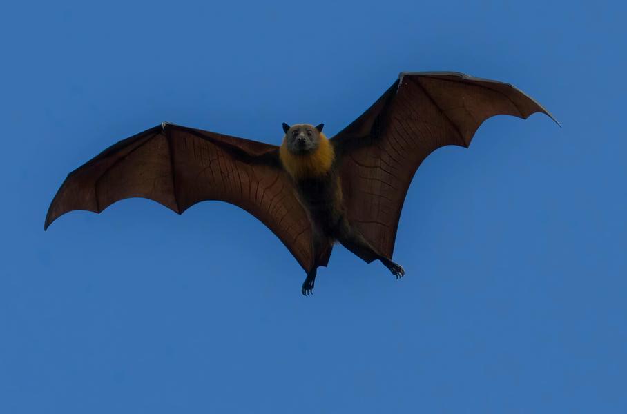 Soirée Lavande - Découverte des Chauves Souris_Nossage-et-Bénévent