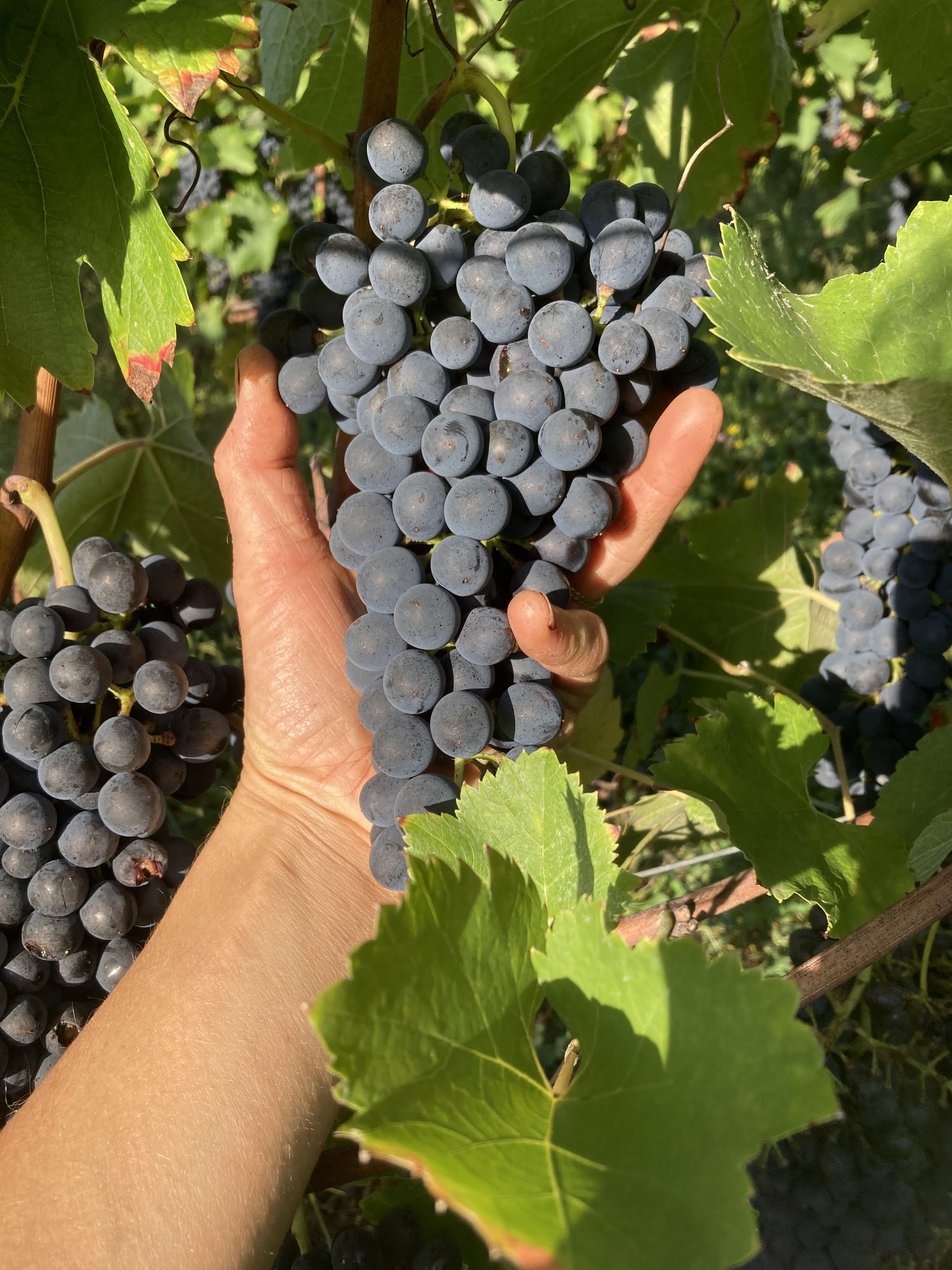 Domaine Le Chlo d'Auzit