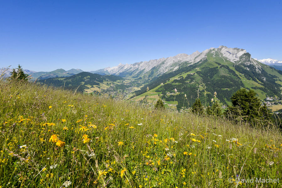 Randonnée découverte plantes sauvages