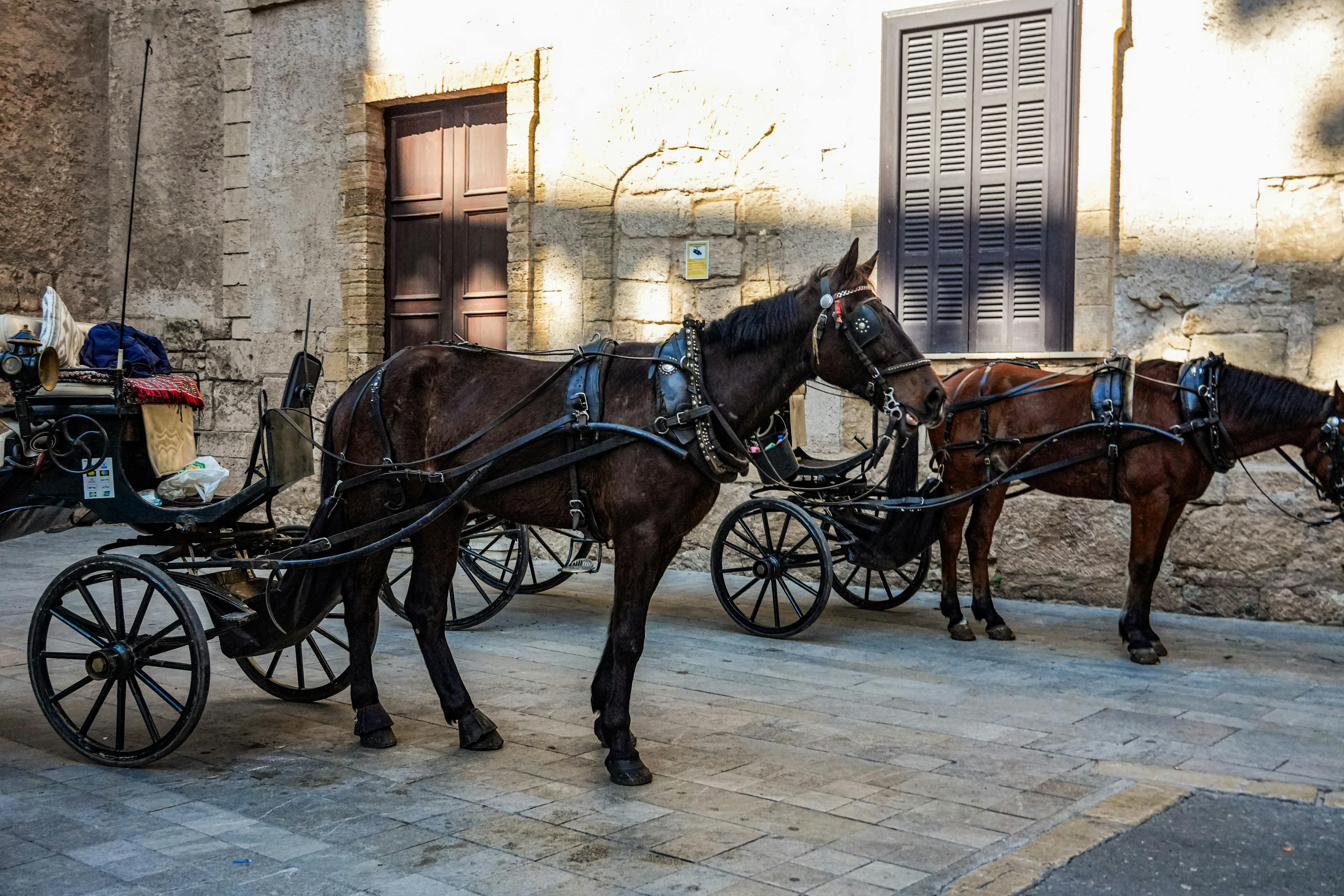 Journée nationale de l'attelage_Saint-Romain-d'Ay