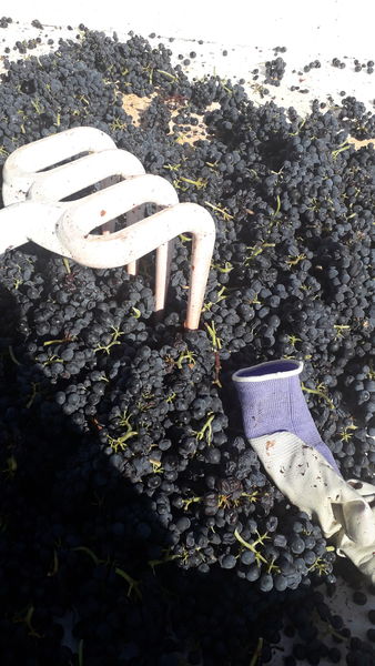 Domaine de la Rizolière