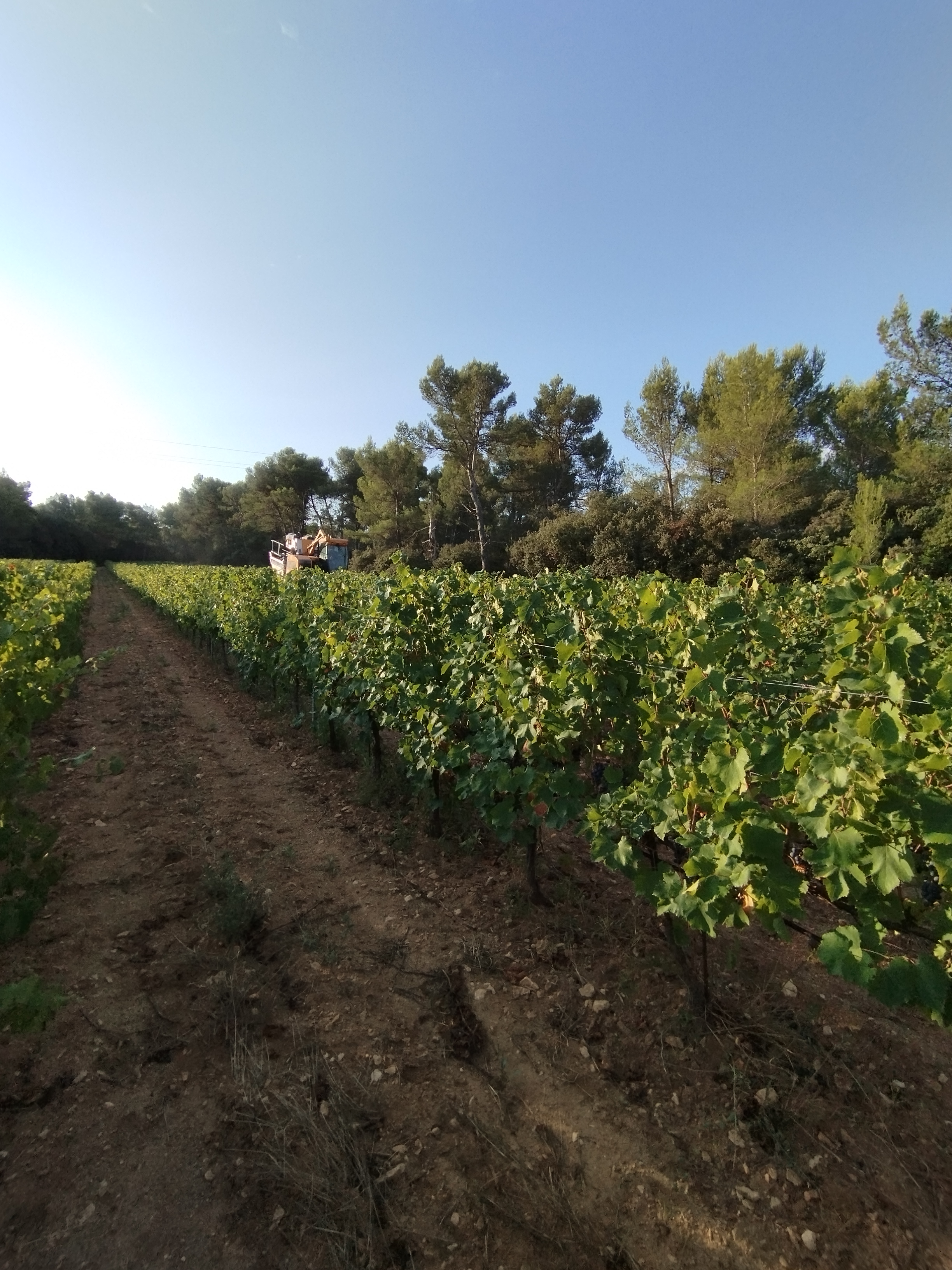 La Route des Vins en Terre de Provence, Maillane - photo 3