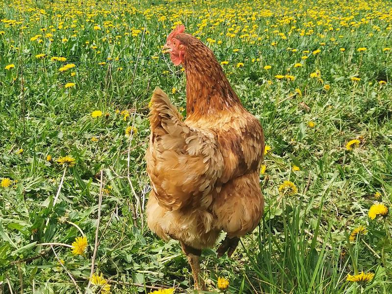 La Ferme des Granges