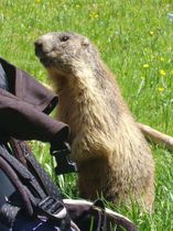 Marmotte au Lac Lauvitel