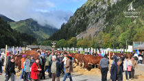 Foire d'automne: concours de vaches et de fromages