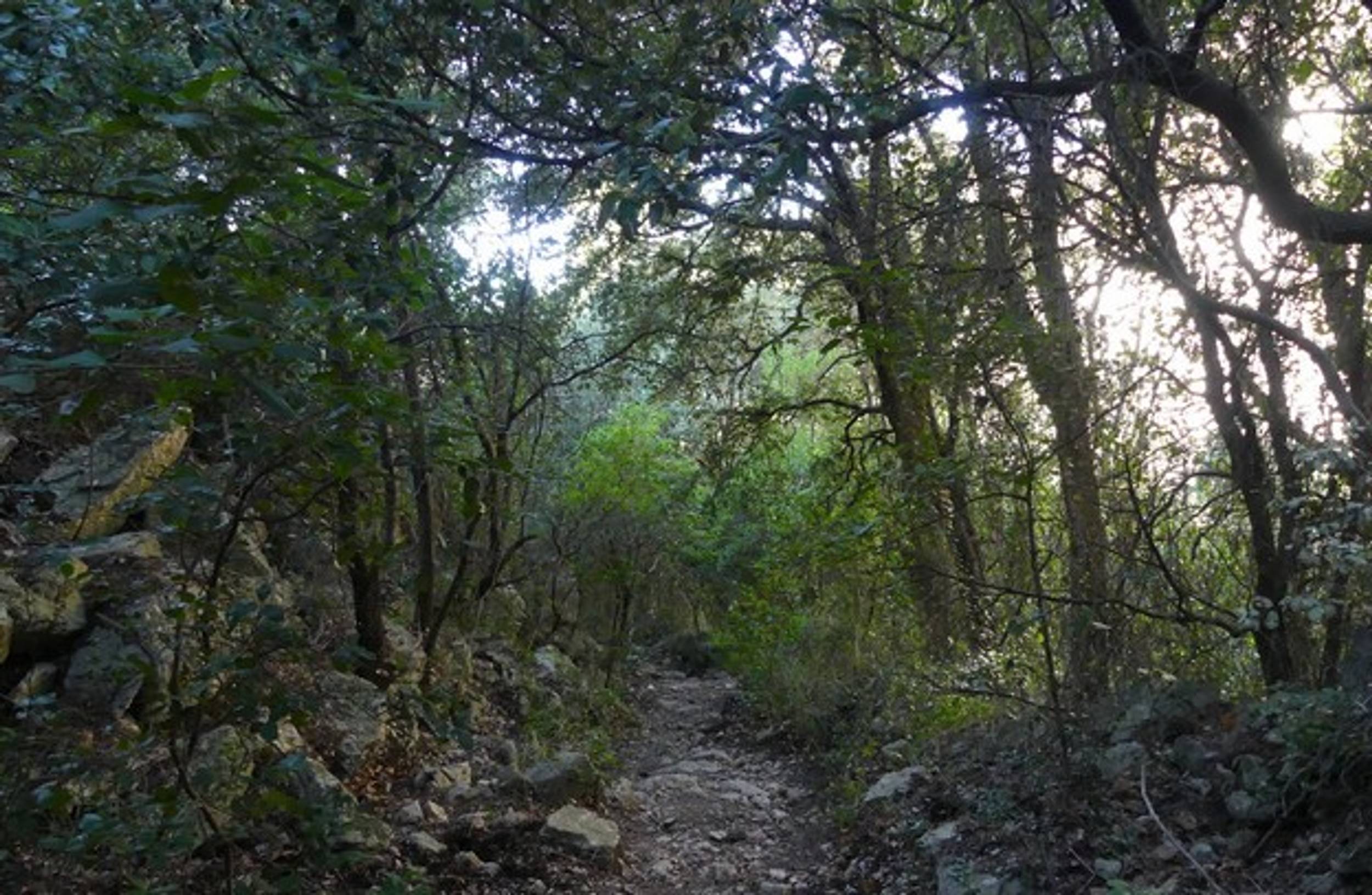GÉMENOS - Le sentier du Limbert par les Cabrelles, Gémenos - photo 6