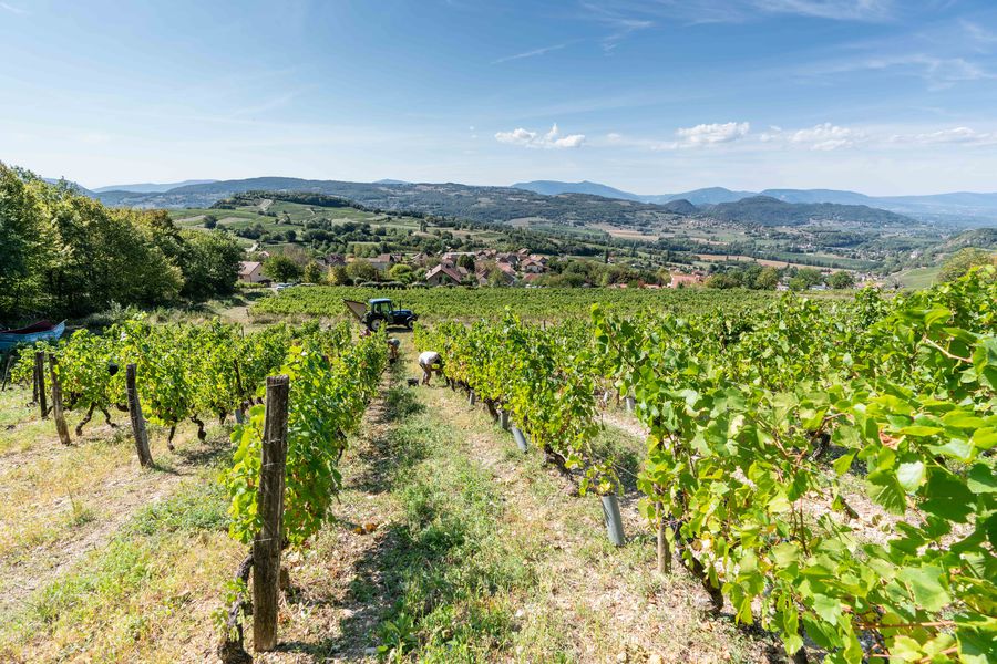 Vendanges sur le Domaine St Romain par Henri De Caevel