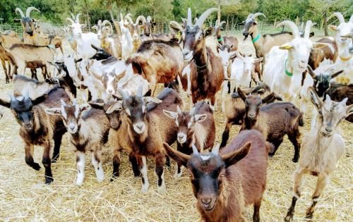 Visite découverte : Les chèvres de Lait'i