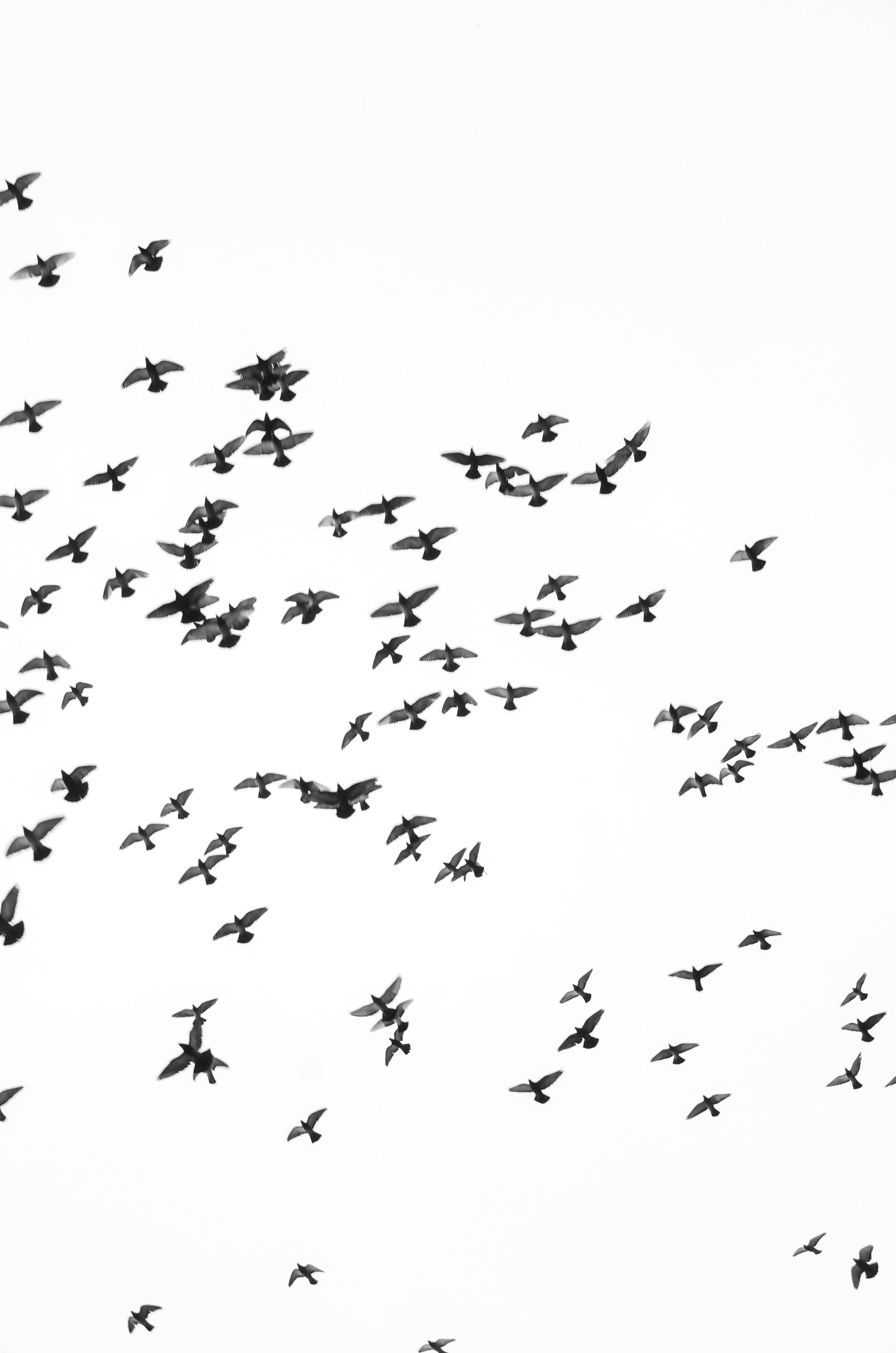 Journée autour des oiseaux et des chauves-souris