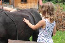 Découvrir le cheval autrement