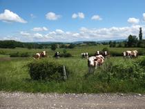 Paysage de Bresse