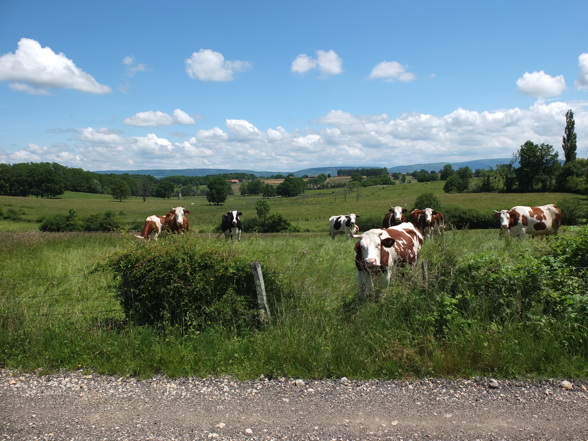 C2_vaches dans le paysage