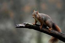  Petit Pisteur - A la découverte des traces et indices du passage des animaux sauvages_Chambles