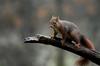 brigittej-red-squirrel-6867105_1920
