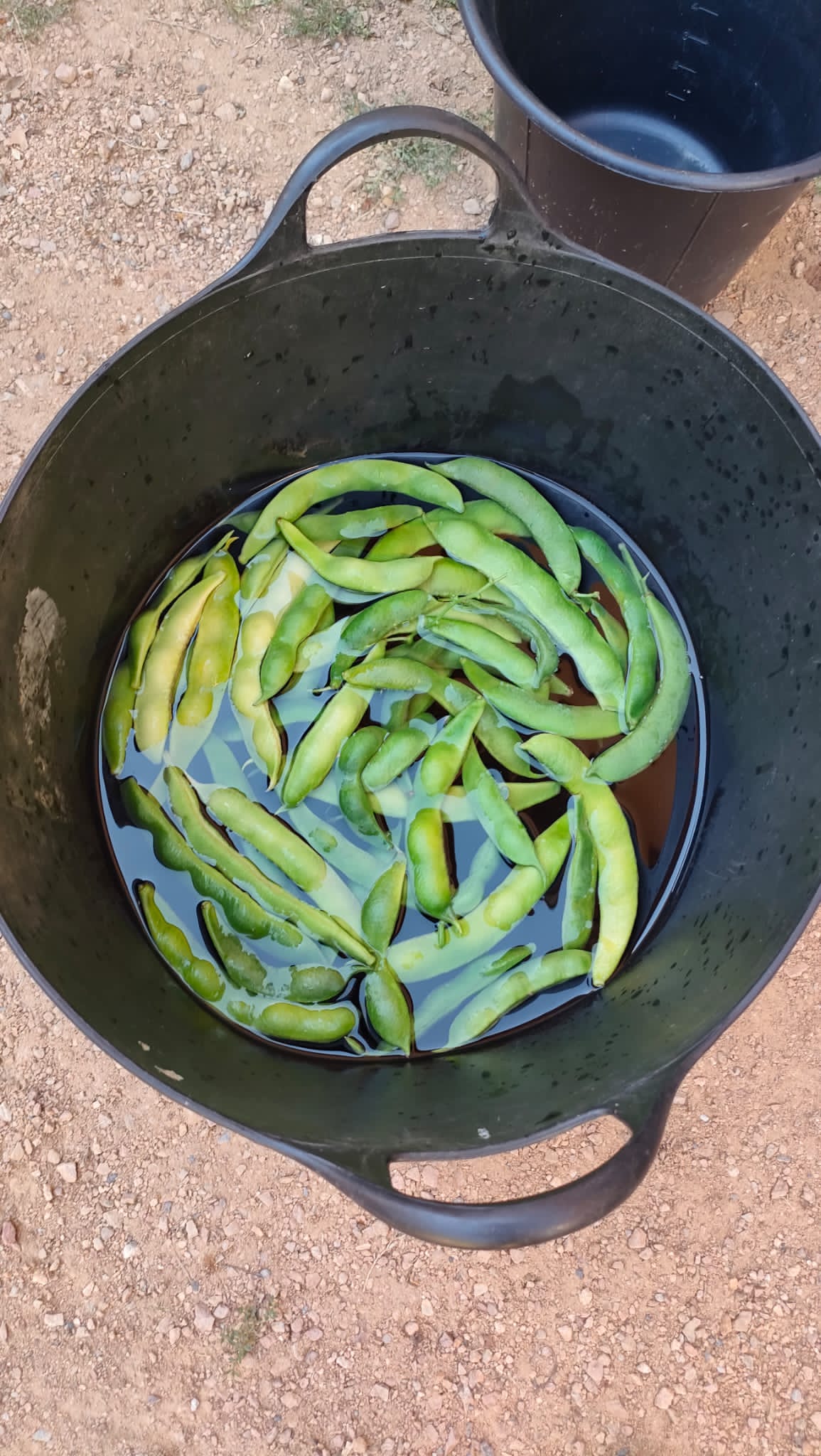 Atelier lacto fermentation