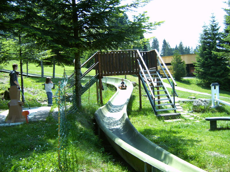 Roulez à travers les sapins à toute vitesse