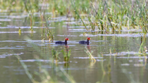 À la rencontre des oiseaux de la Dombes