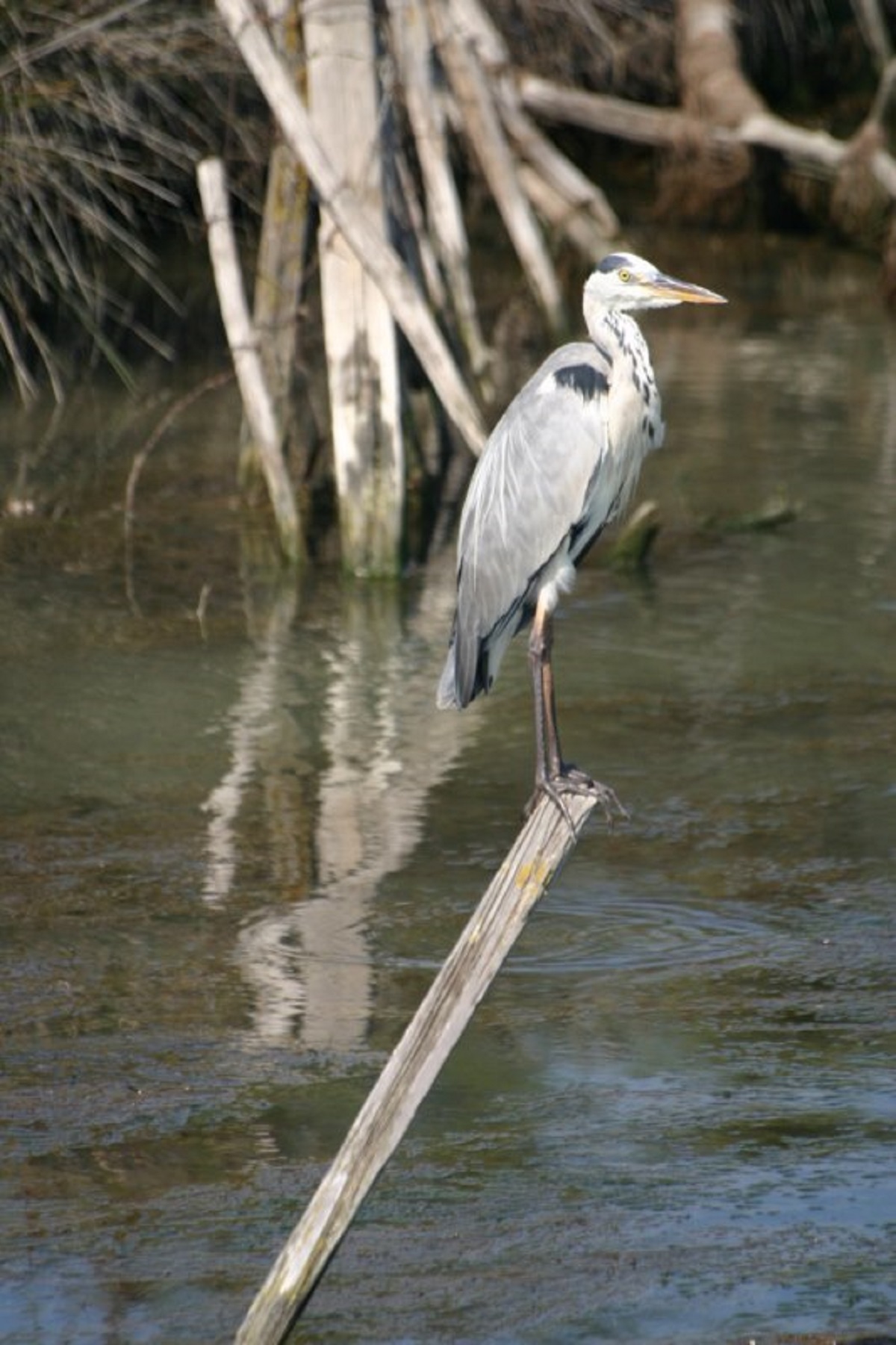 Bateau Les Quatre Maries - photo 3