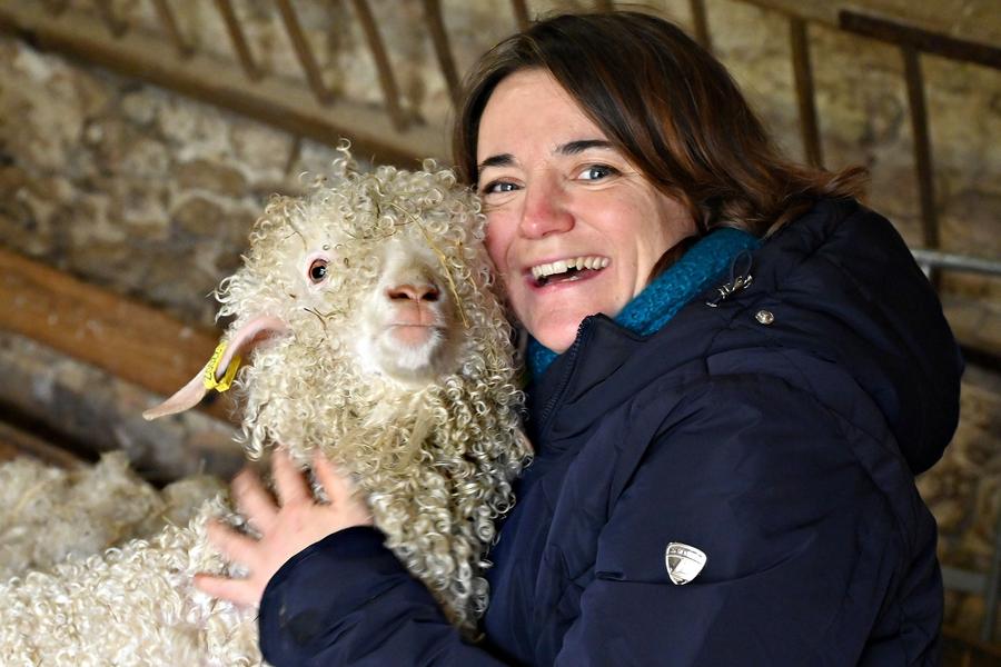 chèvre angora