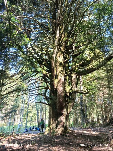 Auprès de mon arbre