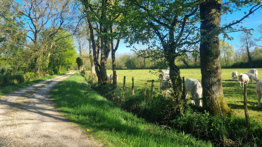 Circuit VTT-VTC n°11 (bleu) - Prairie de Jayat - Chartreuse de Montmerle_Malafretaz