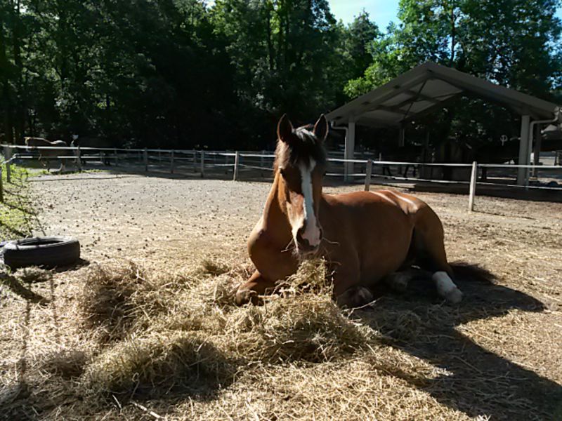 Centre équestre Thônes
