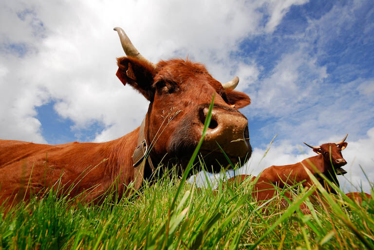 Chevriers d'Echazeaux