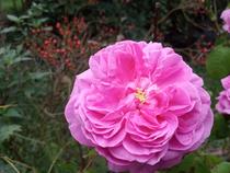 rose ancienne 