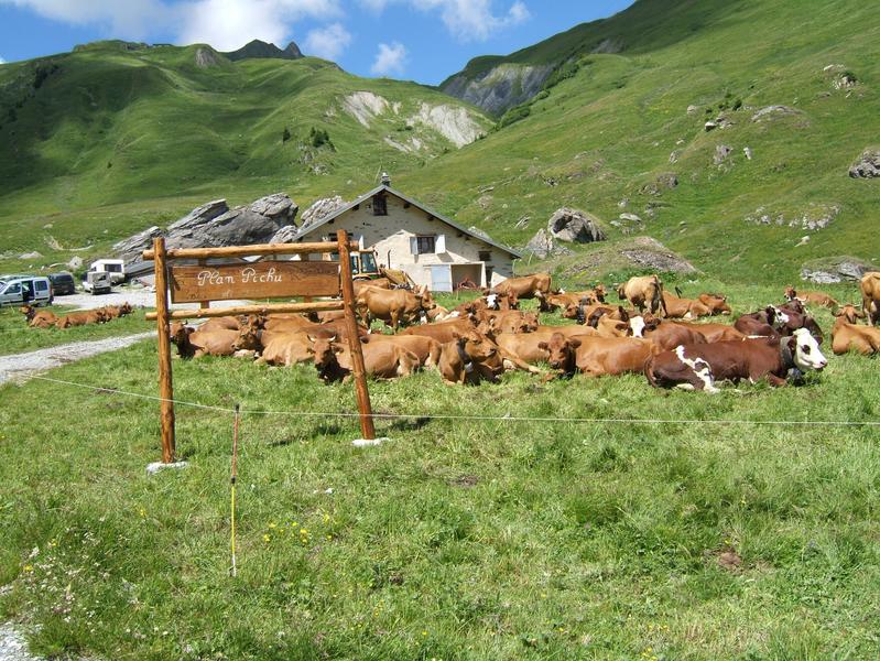 Alpage de Plan Pichu - Vallée de la Plagne