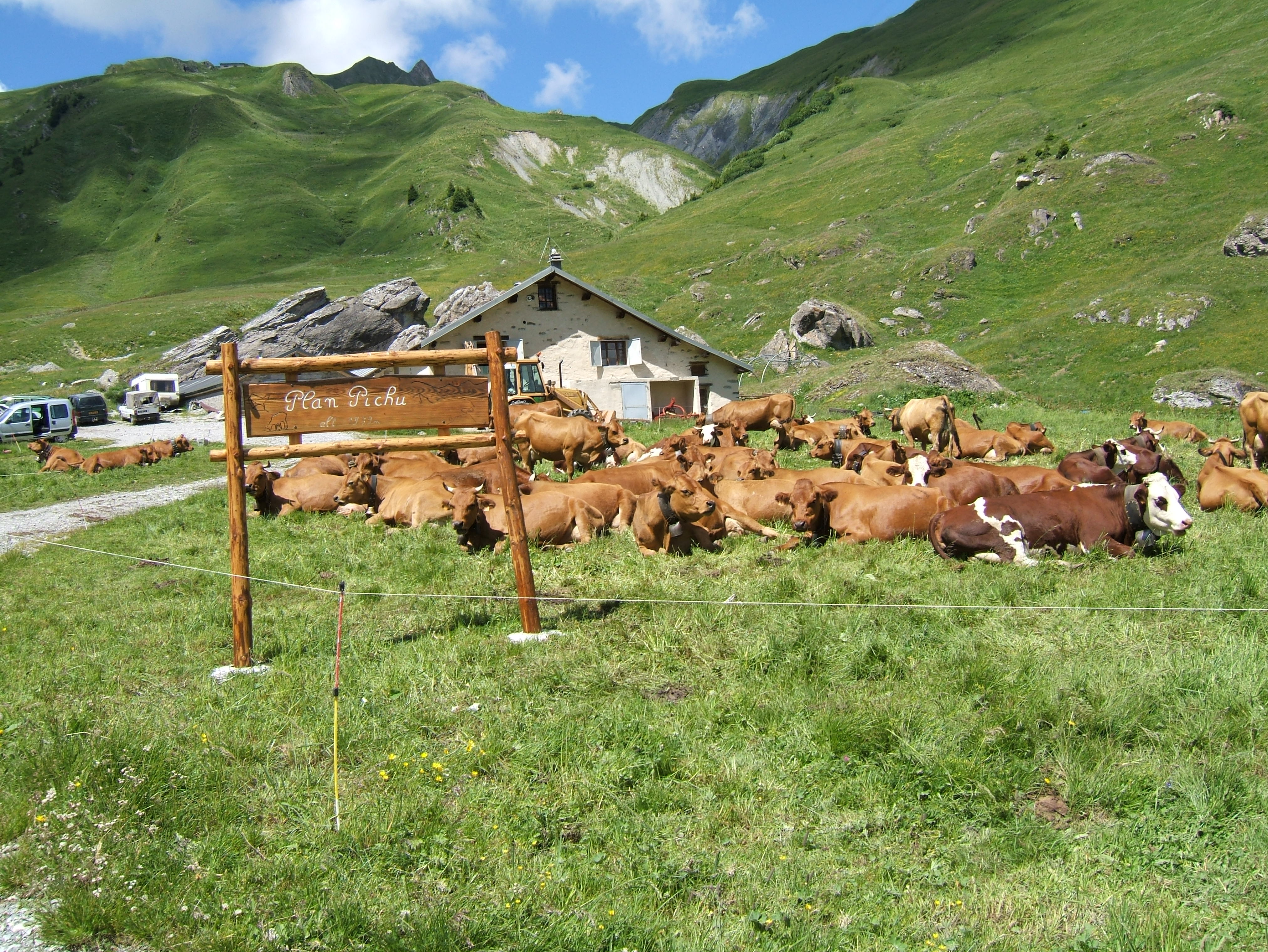 Visite de l'alpage de Plan Pichu