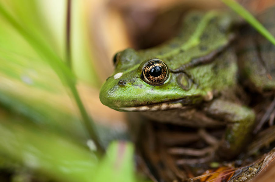 Faune de la réserve naturelle du Haut-Rhône