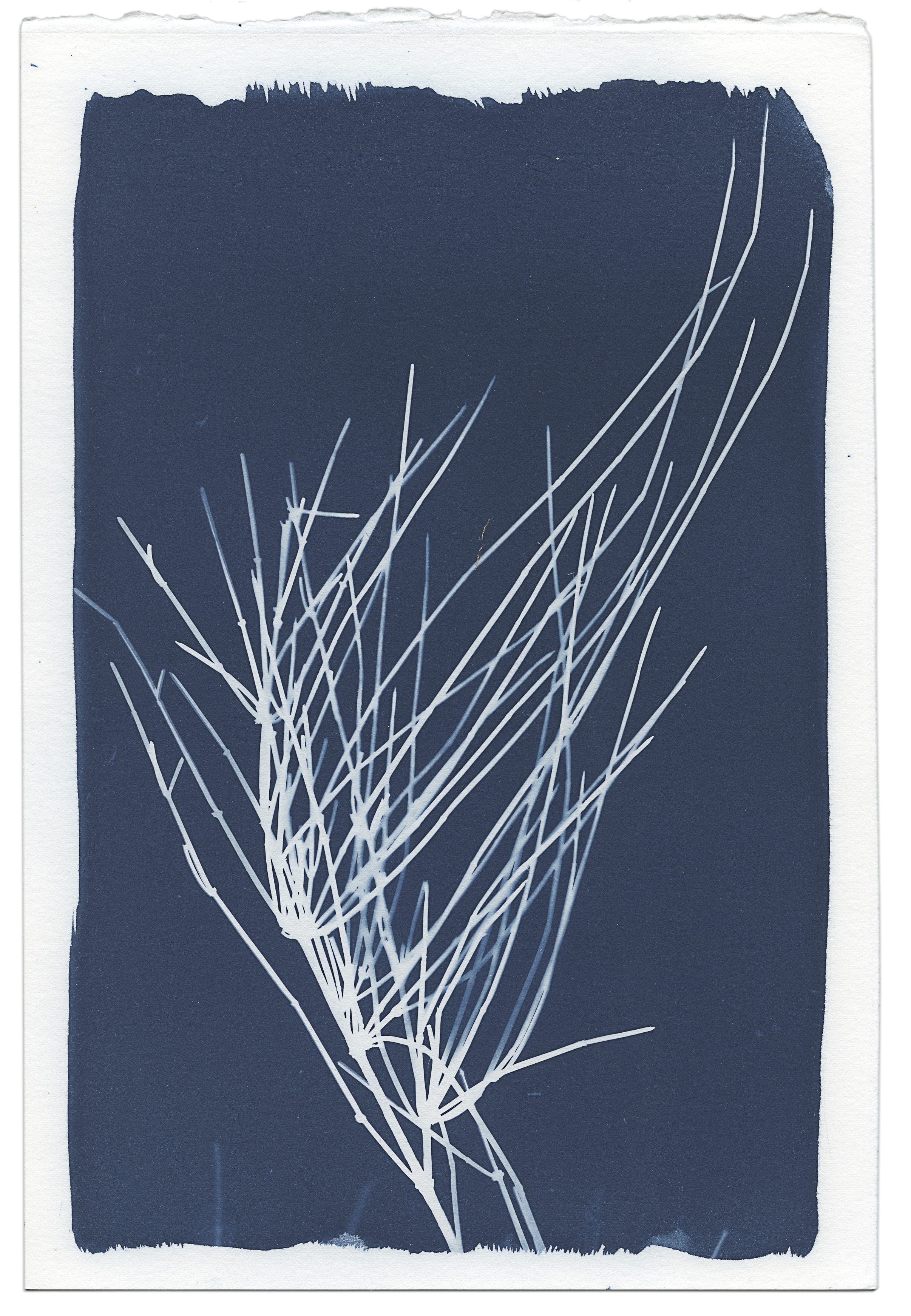 Exposition Atlas et herbier de Camargue