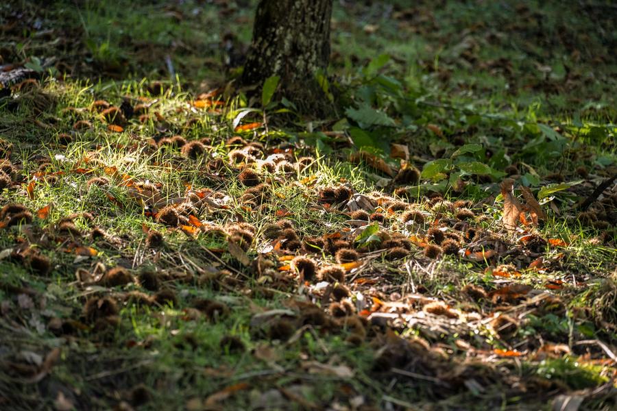 Châtaigneraie Godissard_Collobrières