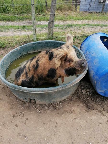 Visite de la ferme pédagogique et balade avec les animaux