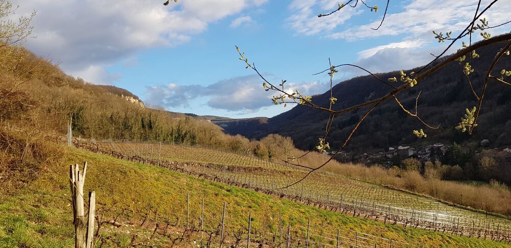 Caveau Tissot Thierry à Vaux en Bugey