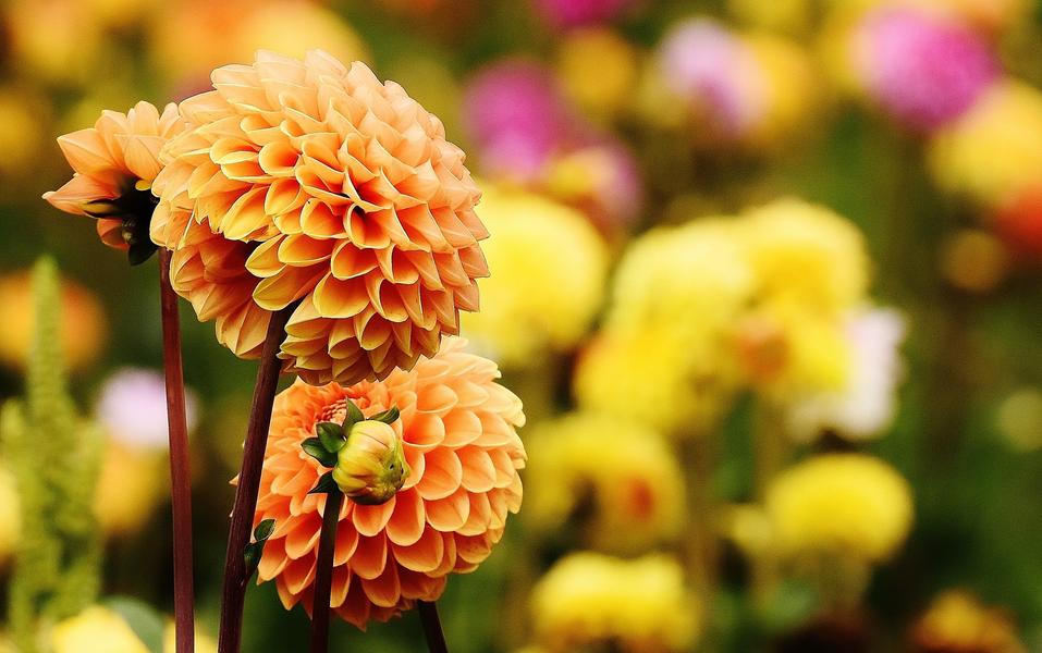 Fête des fleurs_Boffres