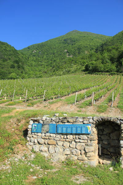 Chemin des papillons