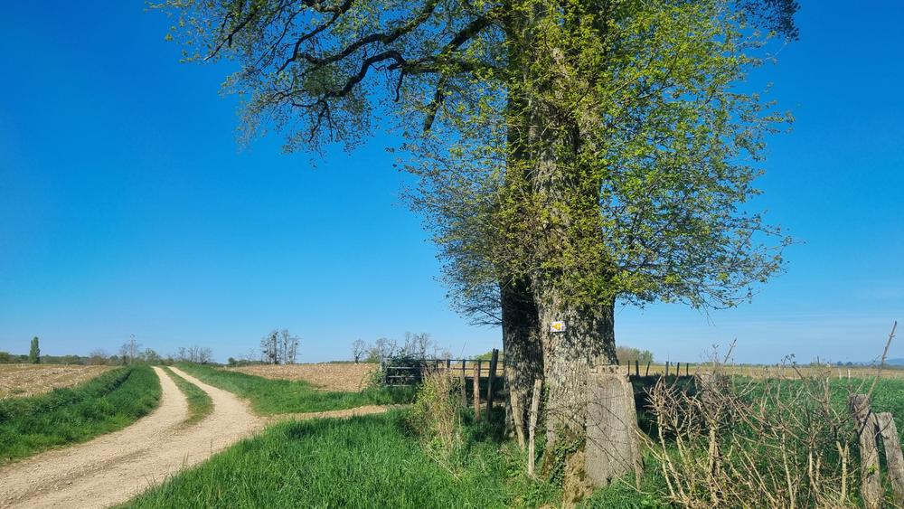 Circuit VTTAE n°5 (rouge) - Etang Pontremble_Montrevel-en-Bresse