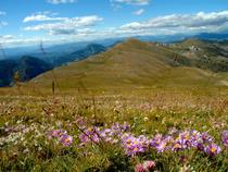 Asters sur le Chiran