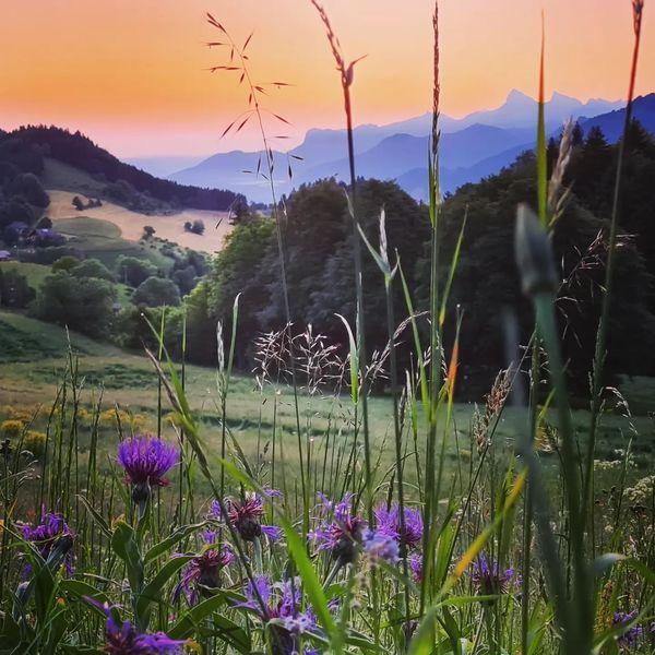 Alpage de Très le Mont