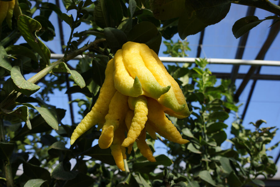 Citron Buddha au Domaine du Jasson