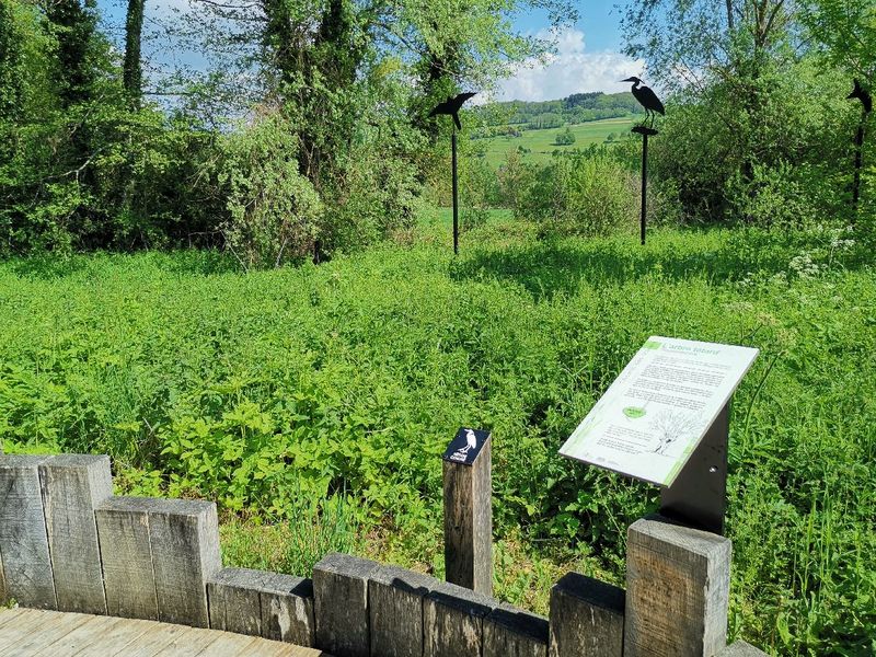 Station découverte - l'arbre tétard