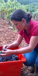 Microcosmos chai urbain