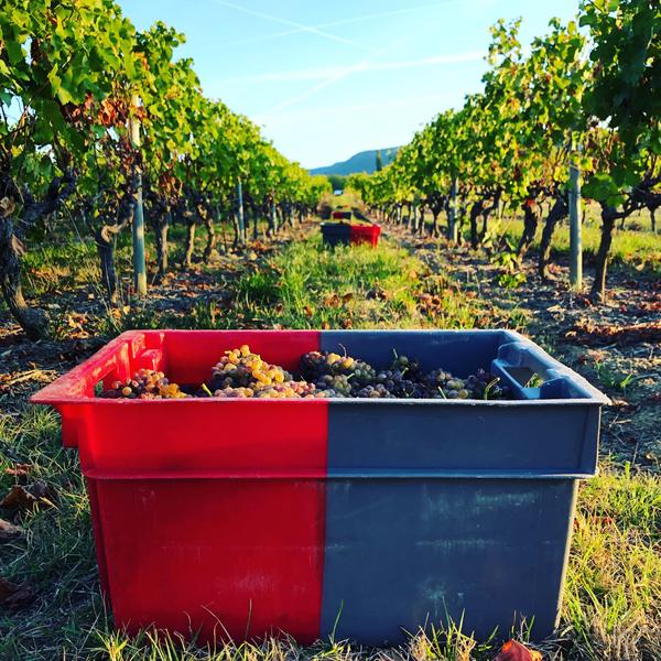 Vignes dAlba La Romaine