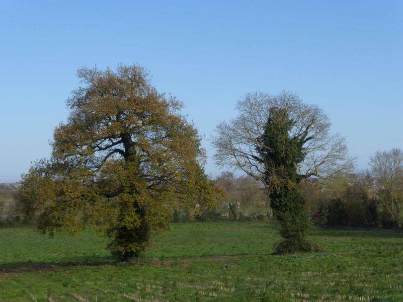 Balade nature : à travers champs...